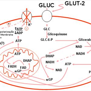 Journal About Diabetes Mellitus - Diabetes Now!!